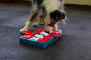 how to entertain your dog during social distancing