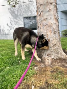 keep your dog entertained while social distancing