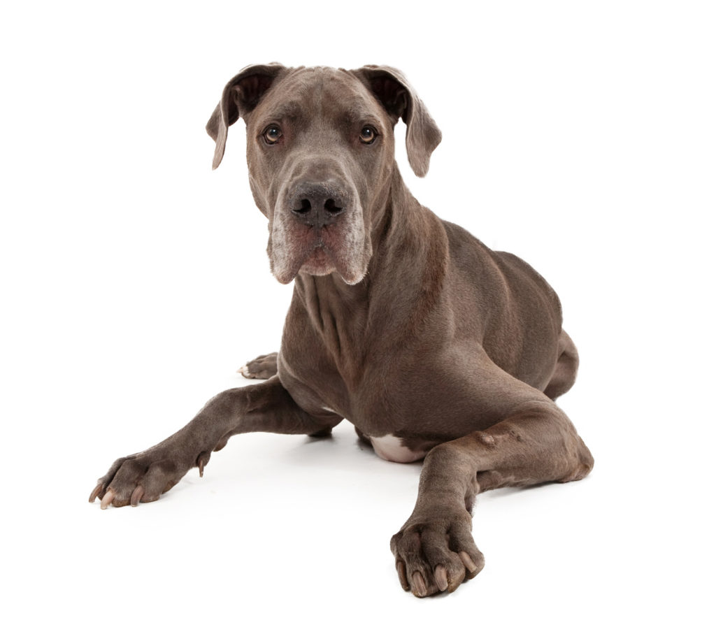 Paws Pet Resorts Stay n’ Play