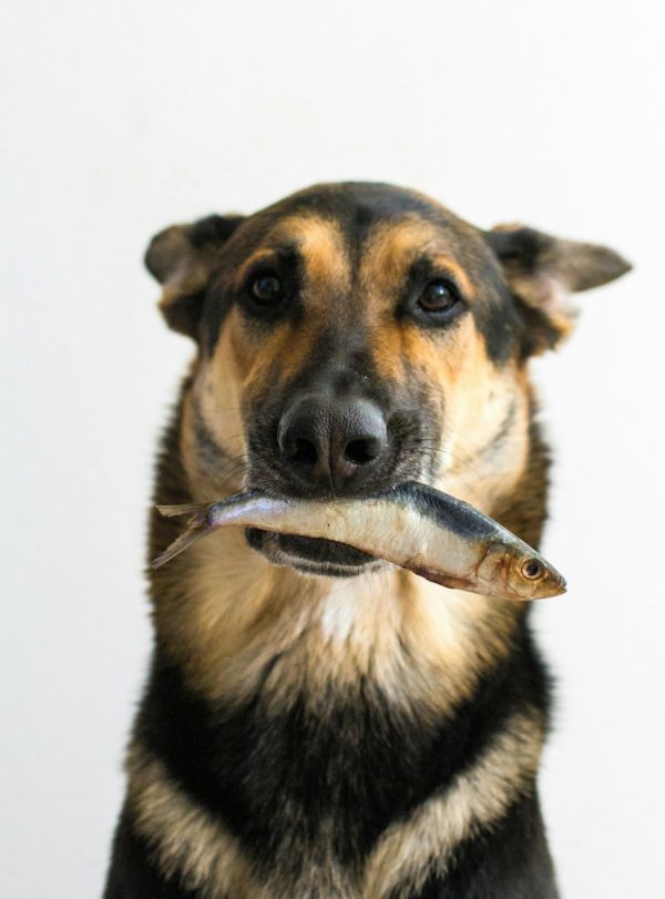 Benefits Of Fish Oil For Your Dog’s Health Paws Pet Resorts