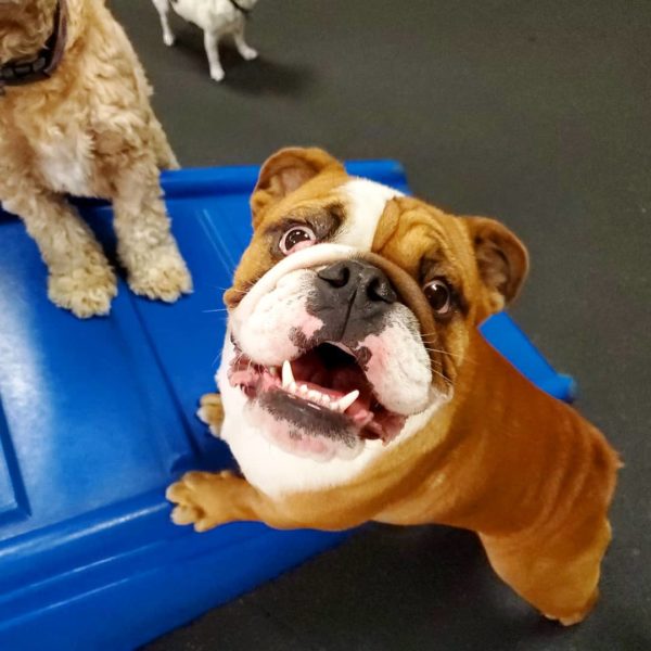 Play— Doggie Day Care Paws Pet Resorts