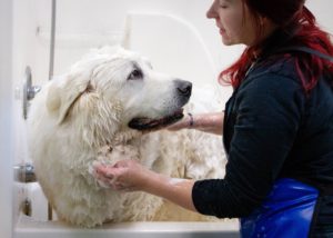 dog with seasonal allergies getting bathed