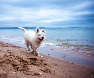dog beaches in orange county