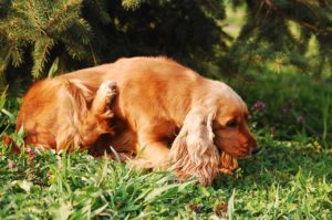 dog scratching with seasonal allergies