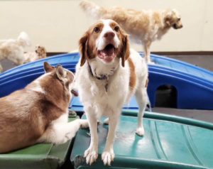 orange county dog daycare