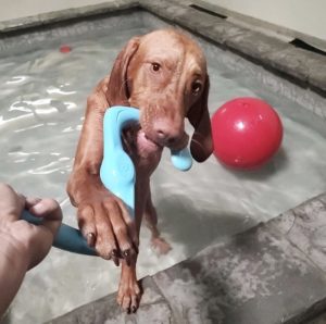 dog pool orange county