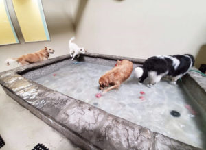dog pool orange county