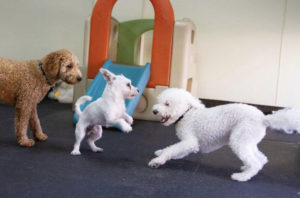 dog daycare orange county
